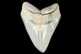 Serrated, Fossil Megalodon Tooth - Aurora, North Carolina #176567-1